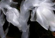 陜西發(fā)現(xiàn)死亡之花 水晶蘭為什么叫死亡之花？