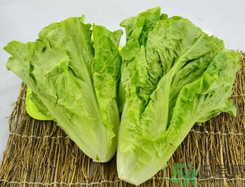 吃生菜會(huì)長(zhǎng)斑嗎？吃生菜會(huì)造成長(zhǎng)斑嗎？