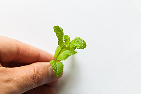 薄荷能治蕁麻疹嗎？蕁麻疹喝薄荷茶有用嗎？