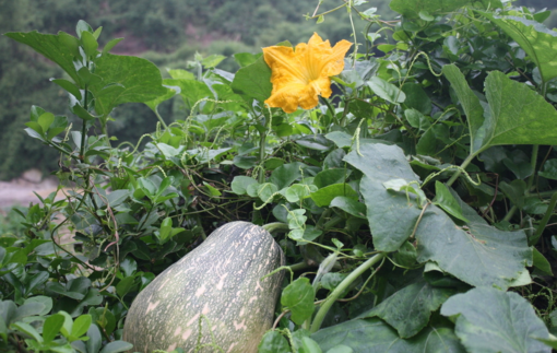 南瓜吃了皮膚會(huì)變黃嗎？吃南瓜對(duì)皮膚有什么影響？