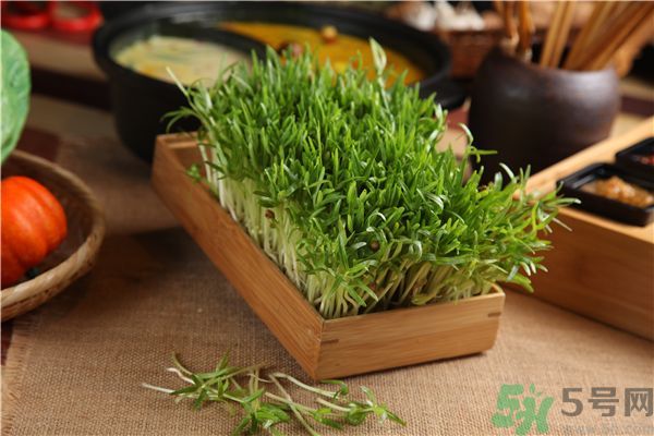 空心菜是菠菜嗎？空心菜是不是菠菜？
