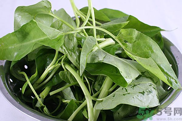 空心菜是菠菜嗎？空心菜是不是菠菜？