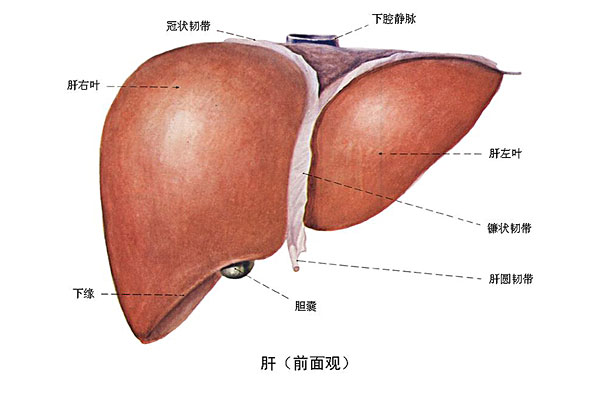 臉上長(zhǎng)痘能吃南瓜嗎？臉上長(zhǎng)痘吃南瓜好不好？