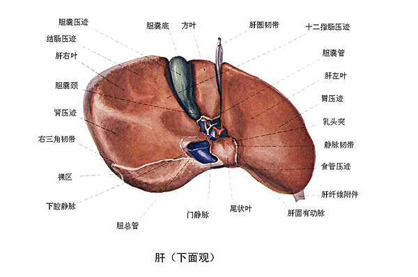 臉上長(zhǎng)痘能吃南瓜嗎？臉上長(zhǎng)痘吃南瓜好不好？