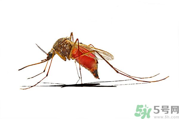 點(diǎn)蚊香為什么還有蚊子？為什么點(diǎn)蚊香沒有用了？