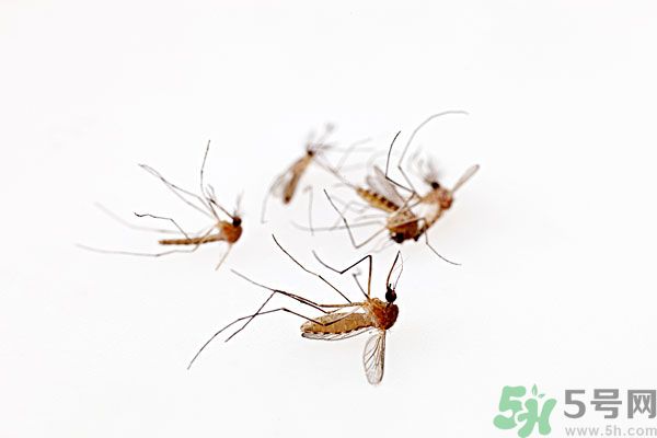 點(diǎn)蚊香為什么還有蚊子？為什么點(diǎn)蚊香沒有用了？