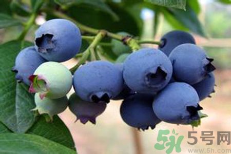 藍莓上面的白色的東西是什么？藍莓上面的白色的東西可以吃嗎？