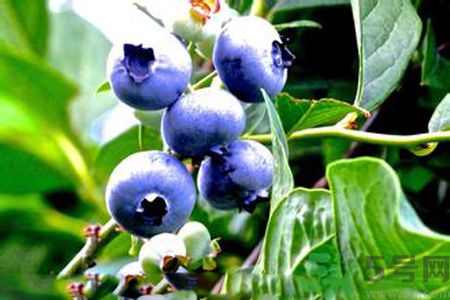 藍(lán)莓有籽嗎？藍(lán)莓籽是藍(lán)莓的種子嗎？