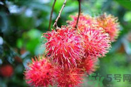 寶寶可以吃紅毛丹嗎？寶寶多大了可以吃紅毛丹？