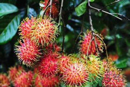 紅毛丹的殼可以吃嗎？紅毛丹的皮可以吃嗎？