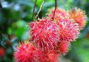 寶寶可以吃紅毛丹嗎？寶寶多大了可以吃紅毛丹？