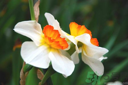 父親節(jié)送什么花好？父親節(jié)送什么花？