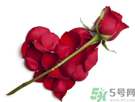 父親節(jié)送什么花好？父親節(jié)送什么花？