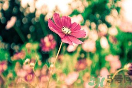 父親節(jié)送什么花好？父親節(jié)送什么花？