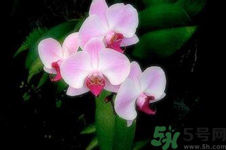 父親節(jié)送什么花好？父親節(jié)送什么花？