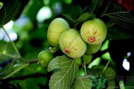 無花果是發(fā)物嗎？無花果樹不是發(fā)物？