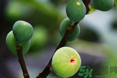 無花果是酸性還是堿性？無花果是堿性嗎？