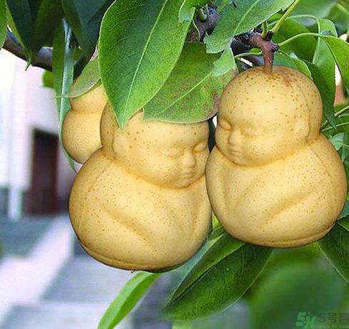 哺乳期可以吃人參果嗎？哺乳期吃人參果好嗎？