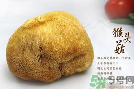 猴頭菇是熱性還是涼性？猴頭菇是熱性嗎？