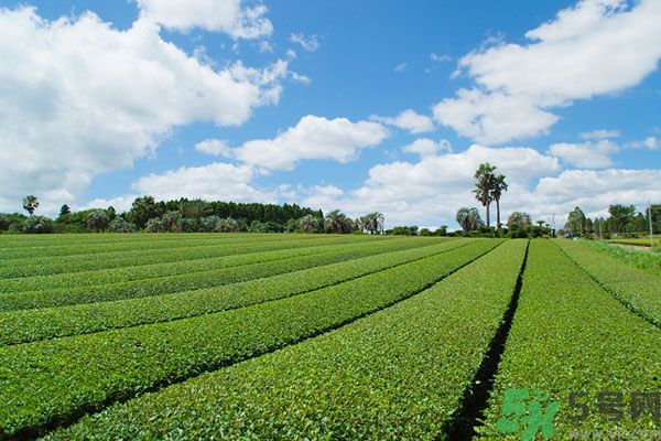 綠茶可以去黑眼圈嗎？綠茶去黑眼圈的方法