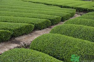綠茶可以去黑眼圈嗎？綠茶去黑眼圈的方法
