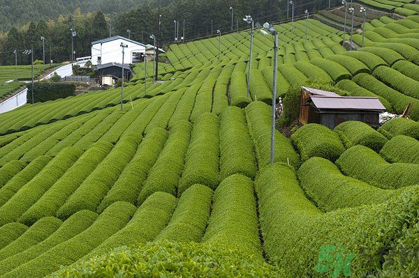 綠茶可以去黑眼圈嗎？綠茶去黑眼圈的方法