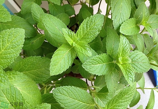 薄荷能美白嗎？薄荷有什么功效和作用？