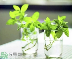 薄荷能美白嗎？薄荷有什么功效和作用？