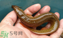 泥鰍死了還能吃嗎？死泥鰍能不能吃？