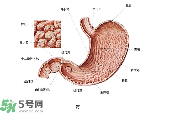 防胃癌的食物有哪些？多吃什么預(yù)防胃癌？