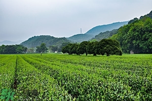 綠茶是酸性還是堿性?綠茶是酸性的嗎？