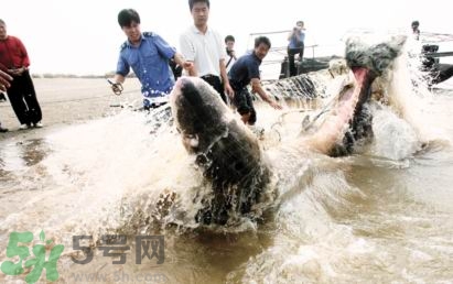 發(fā)洪水怎么抓魚？發(fā)洪水時的抓魚方法