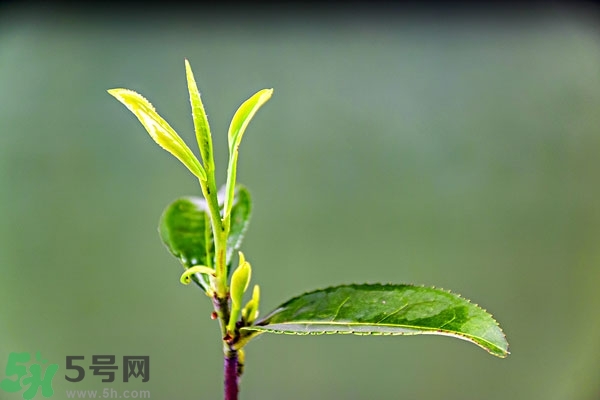綠茶是酸性還是堿性?綠茶是酸性的嗎？