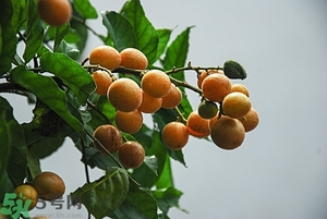 孕婦能吃黃皮果嗎？孕婦吃黃皮果好嗎？