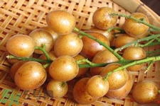 黃皮果是不是發(fā)物？黃皮果是發(fā)物嗎？