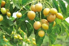 黃皮果是不是發(fā)物？黃皮果是發(fā)物嗎？
