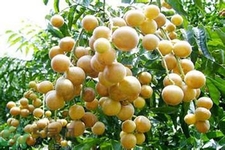 黃皮果果核可以吃嗎？黃皮果果核有什么功效？
