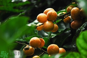 孕婦能吃黃皮果嗎？孕婦吃黃皮果好嗎？