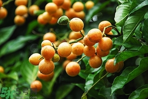 孕婦能吃黃皮果嗎？孕婦吃黃皮果好嗎？