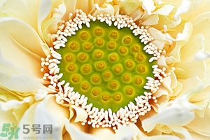 蓮蓬是什么東西？蓮蓬是什么顏色的？