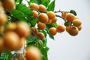 孕婦能吃黃皮果嗎？孕婦吃黃皮果好嗎？