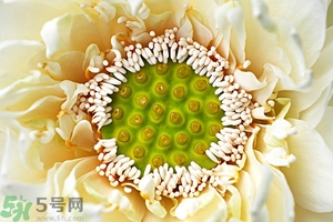 蓮蓬是什么東西？蓮蓬是什么顏色的？