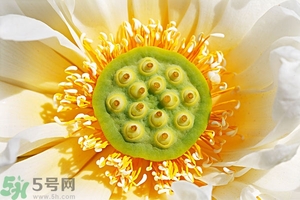 蓮蓬可以多吃嗎？蓮子吃多了會怎樣？