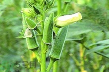 秋葵花可以吃嗎？秋葵花的做法
