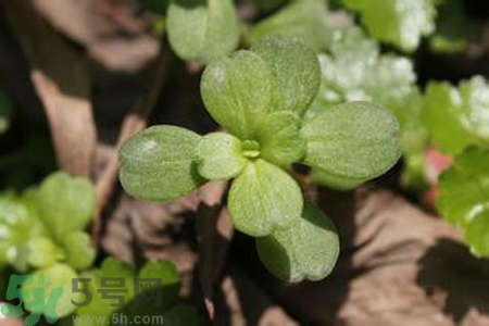 馬齒莧是熱性還是涼性？馬齒莧是涼性嗎？
