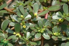 馬齒莧是不是發(fā)物？馬齒莧是發(fā)物嗎？