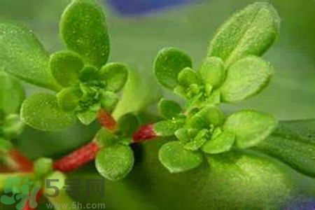 馬齒莧是不是發(fā)物？馬齒莧是發(fā)物嗎？