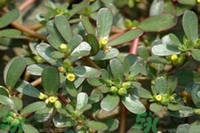 馬齒莧是酸性還是堿性？馬齒莧是堿性嗎？