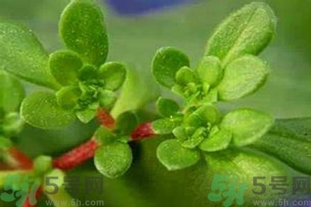 馬齒莧是酸性還是堿性？馬齒莧是堿性嗎？
