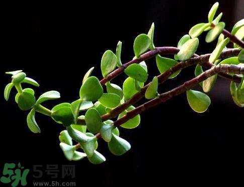馬齒莧可以去痘痘嗎？馬齒莧敷臉去痘痘有什么副作用嗎？